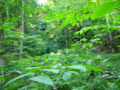 A scene in nature somewhere on the west side of the Beaver Valley.