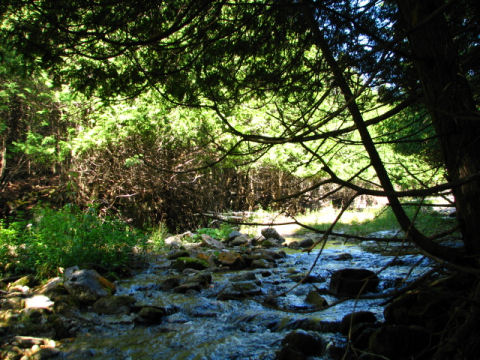 A scene from the beautiful Beaver Valley section of the Bruce Trail near Hoggs Falls.