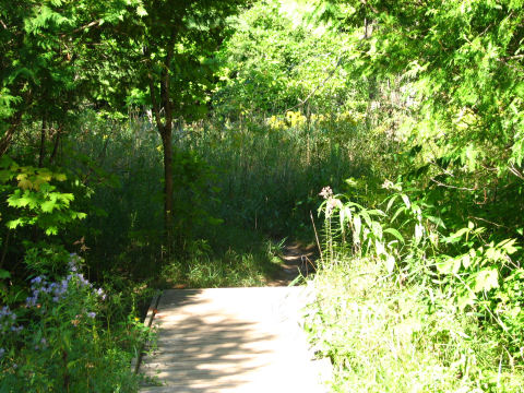 A scene from the Beaver Valley section of the Bruce Trail. Photo taken by Jim Safianuk while on a hike in the beautiful Kolapore Uplands.