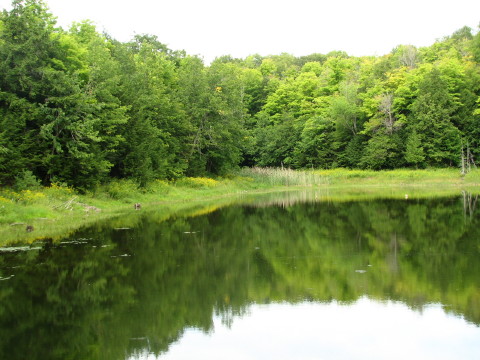 A pond scene from the Blue Mountains section of the Bruce Trail in Pretty River Park.
