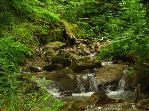 A scene from the beautiful Blue Mountains section of the Bruce Trail. Photo taken by Jim Safianuk while on a hike in Pretty River Park.