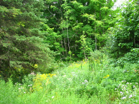 A foliage scene from the Blue Mountains section of the Bruce Trail in Pretty River Park.